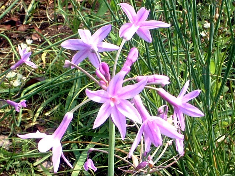 紫娇花 Tulbaghia Violacea 科技研花图画书