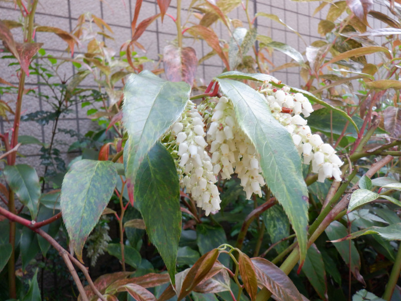 アメリカイワナンテン レインボー Leucothoe Fontanesiana Rainbow かぎけん花図鑑