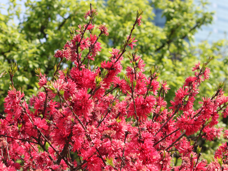 prunus persica flower