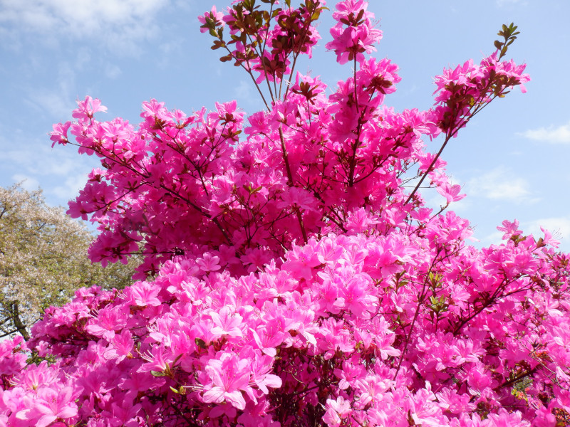 Rhododendron mikawanum