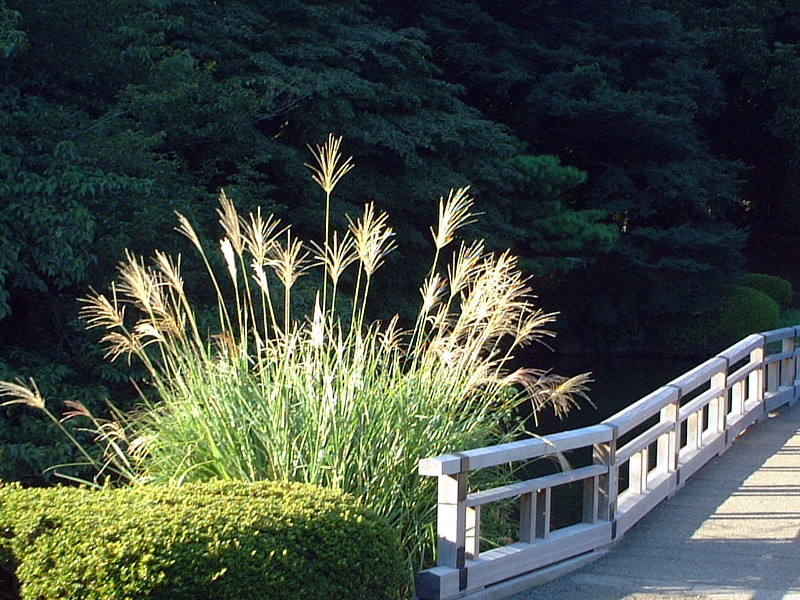 ススキ Miscanthus Sinensis かぎけん花図鑑