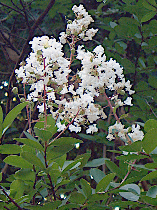 Lagerstroemia Indica