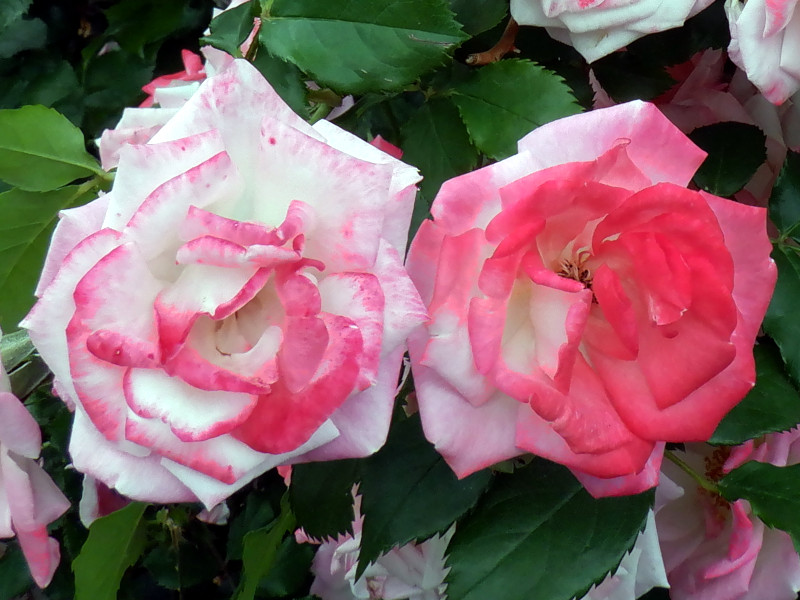 藤性薔薇 "桜霞"