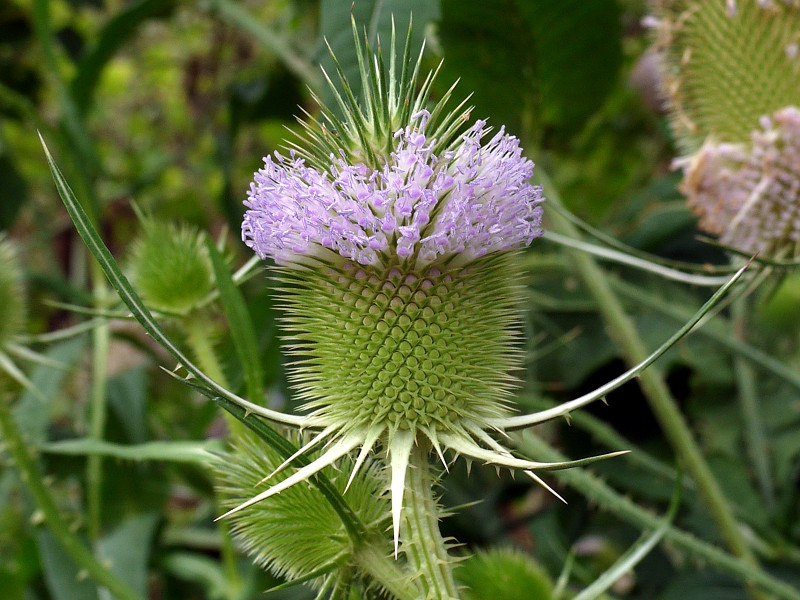 Dipsacus fullonum