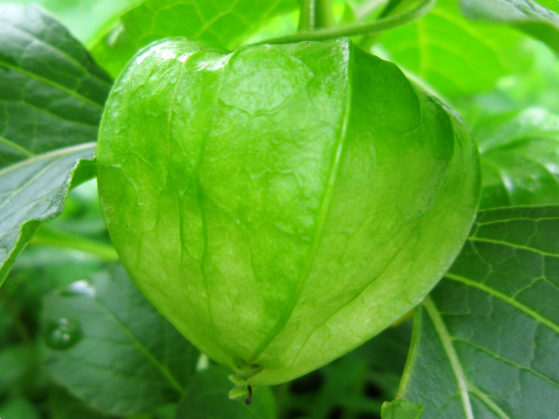 ホオズキ Physalis Alkekengi かぎけん花図鑑