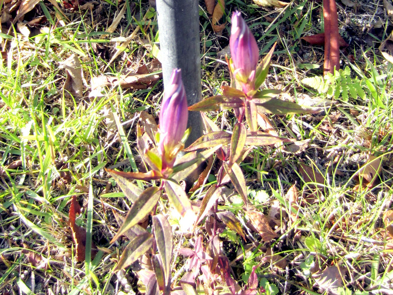 Japanese gentian