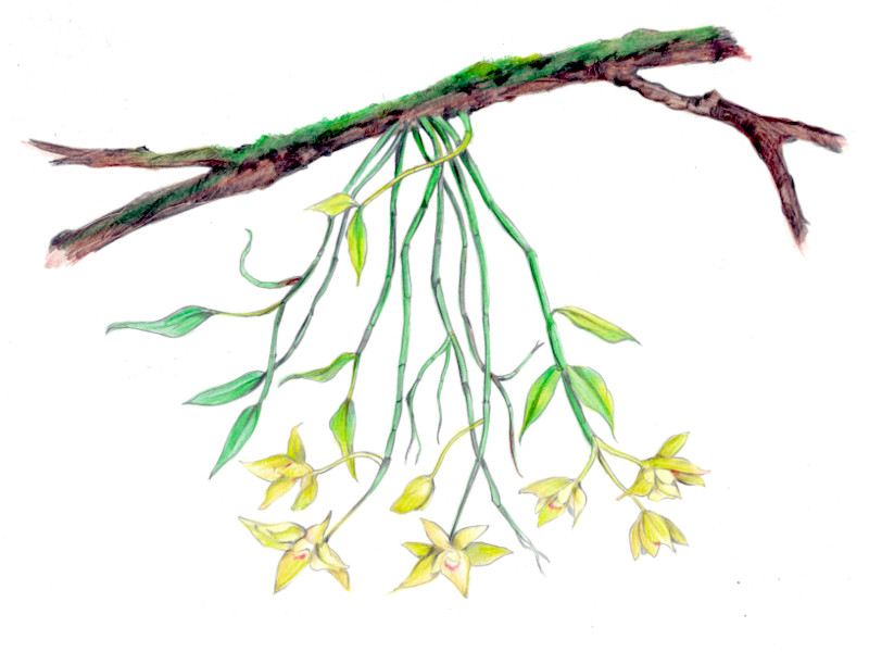 花ら 09.黄色いセッコク   黄花の石斛