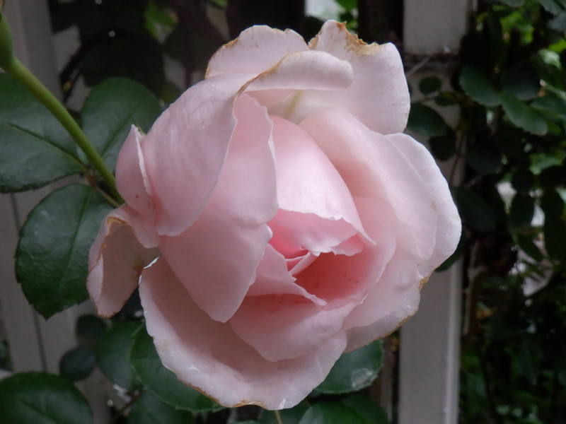 Rose 'Cinderella'