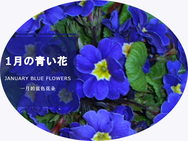 January Blue Flowers