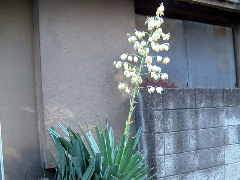 アツバキミガヨラン | Yucca gloriosa | かぎけん花図鑑