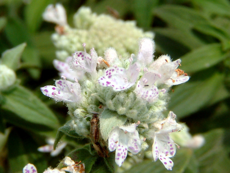 マウンテンミント Pycnanthemum Pilosum かぎけん花図鑑