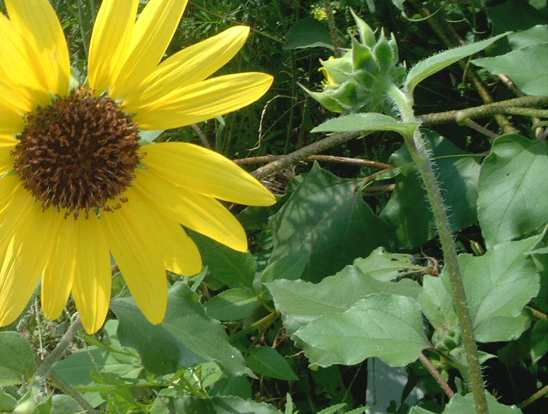 Helianthus cucumerifolius