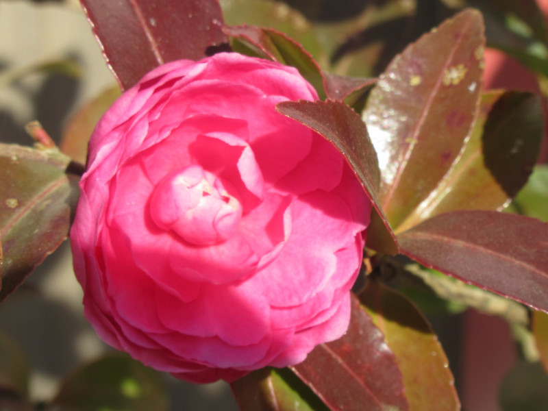 山茶花4.カンツバキ群 '曳馬乙女' 