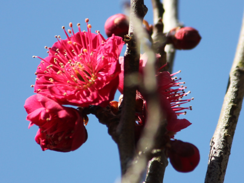 梅花 '佐橋紅'