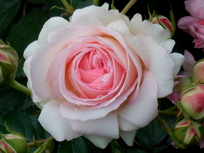 五月のピンクの花1 薔薇  'ピエール・ドゥ・ロンサール' 