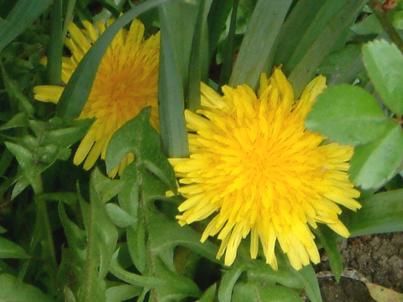 タンポポ Taraxacum かぎけん花図鑑