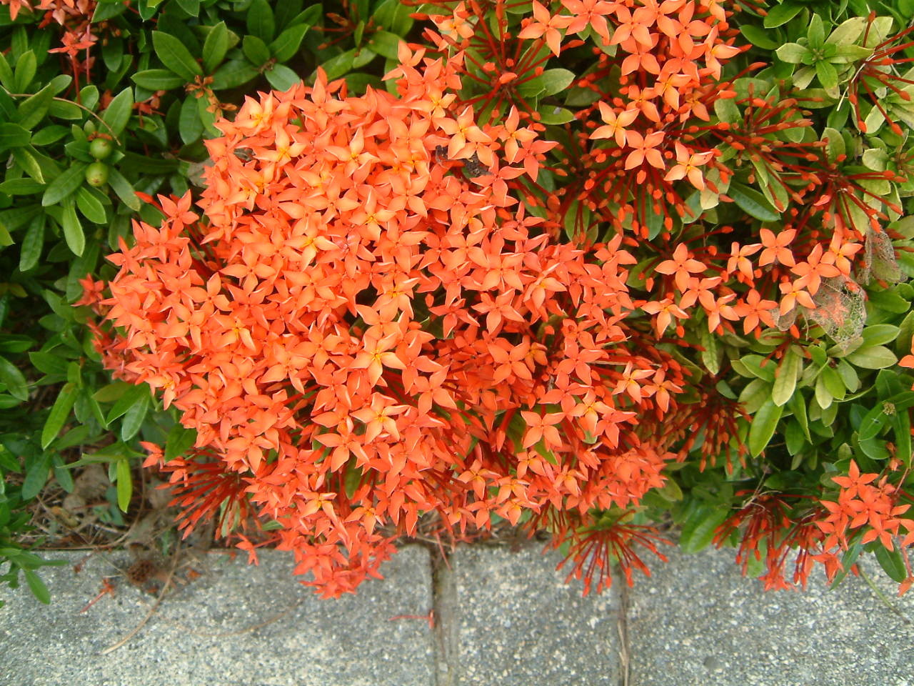 イクソラ コッキネア Ixora Coccinea かぎけん花図鑑