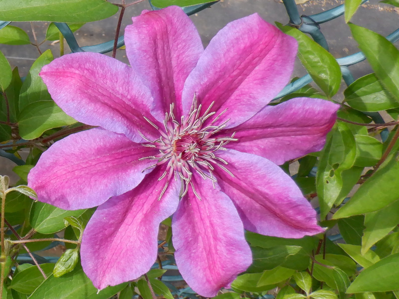 Clematis 'Mrs. N. Thompson'