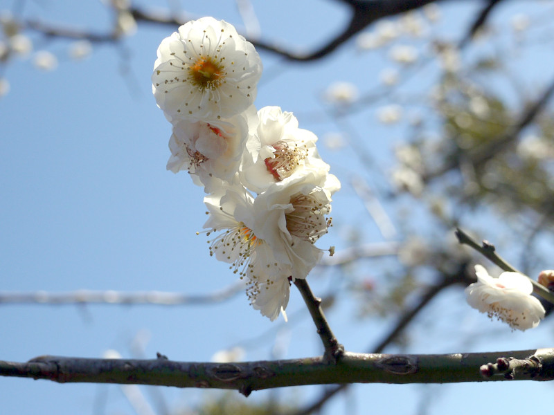 Prunus mume  'kanou-gyokucyou-taikako'