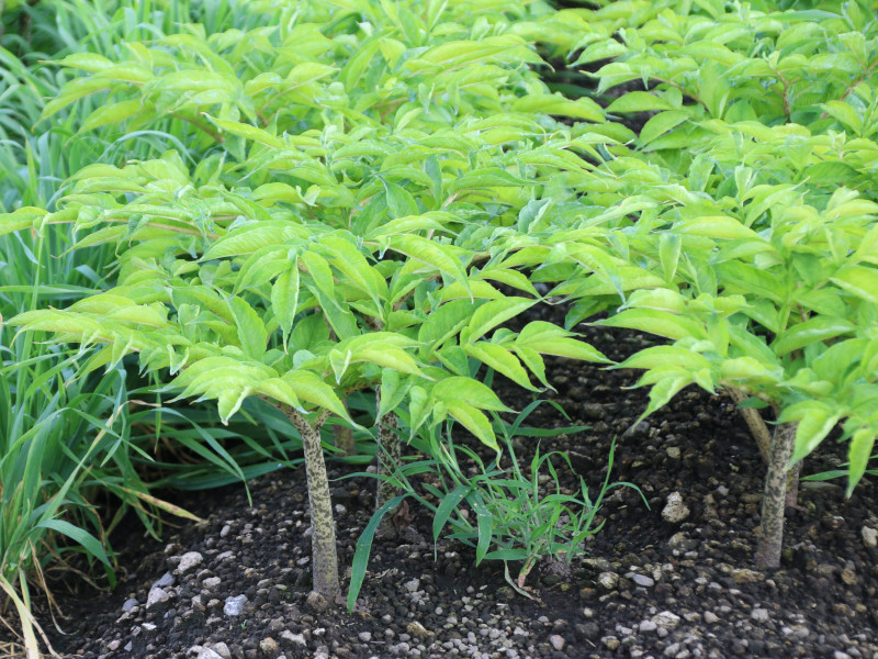 悪臭のする植物大集合