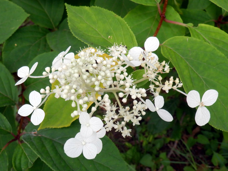 Hydrangea paniculata 