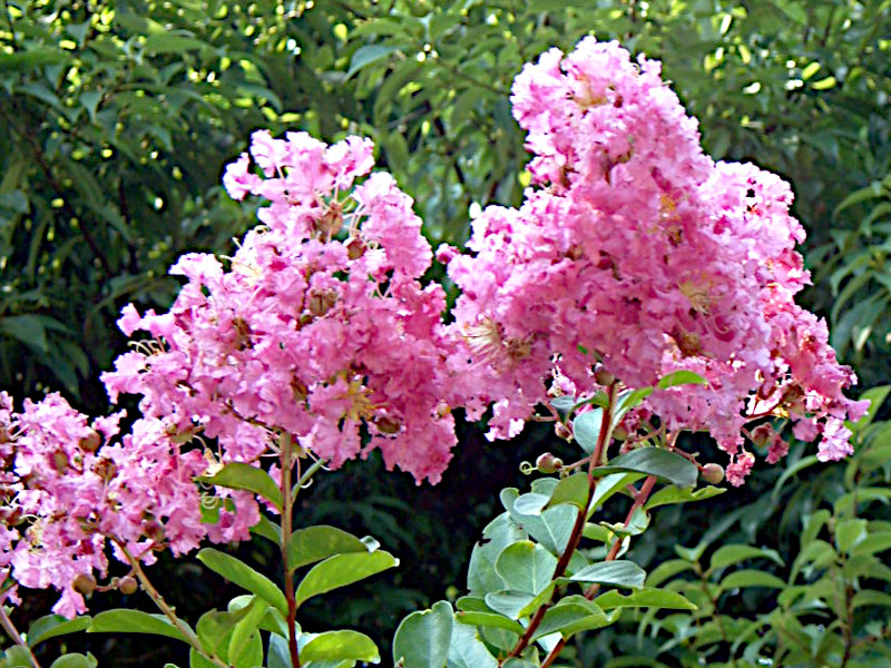 Lagerstroemia Indica