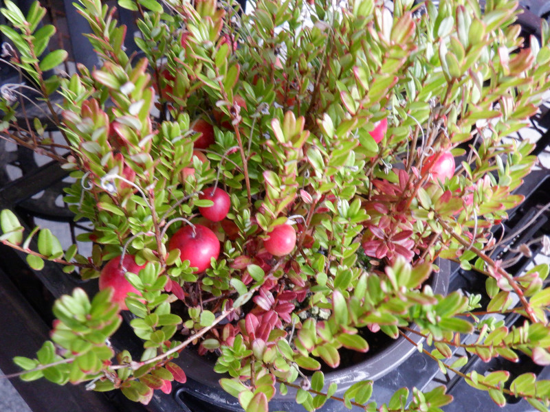 クランベリー Vaccinium Macrocarpon かぎけん花図鑑