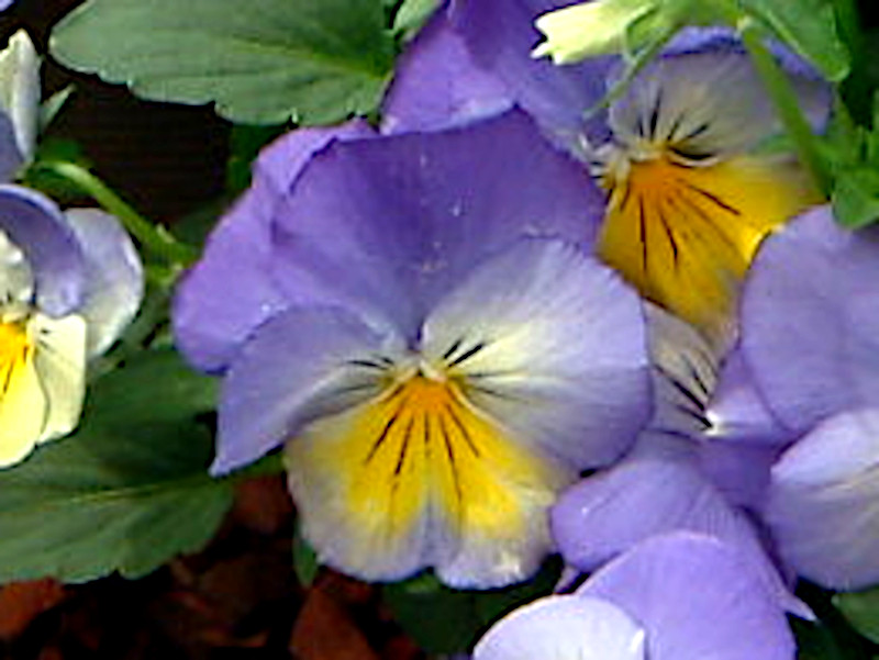 Garden pansy 'Morpho'