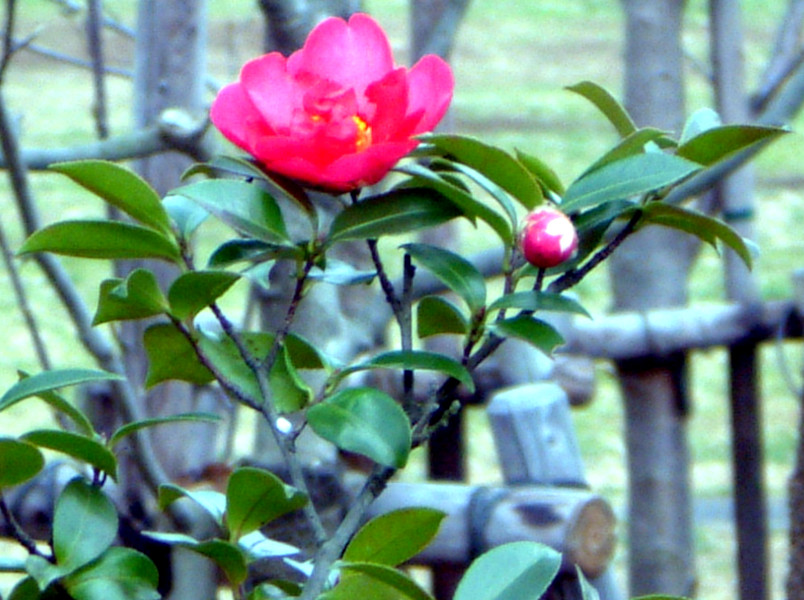 Camellia japonica