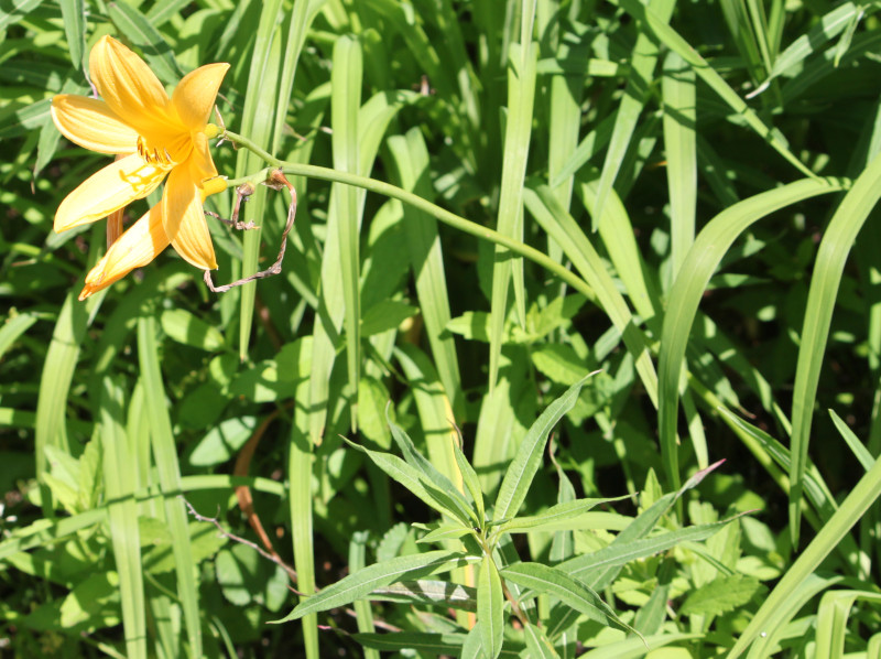 Day lily