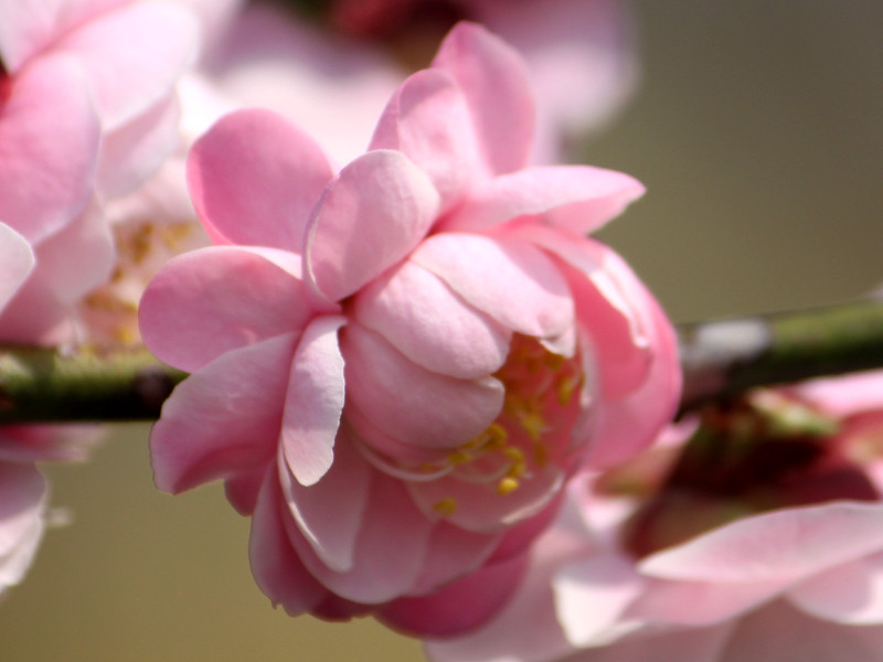 Prunus mume 'Kaicyu houshi'