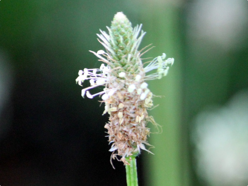 Plantago lanceolata