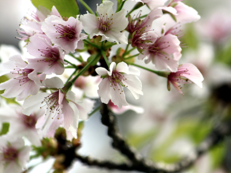 大島桜 | Cerasus speciosa | かぎけん花図鑑