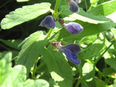 Scutellaria strigillosa