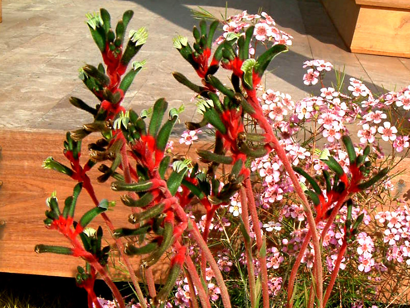 Red-and-Green Kangaroo-paw