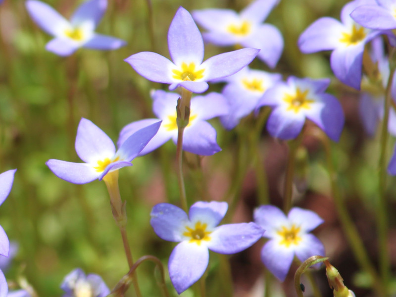 Bluets