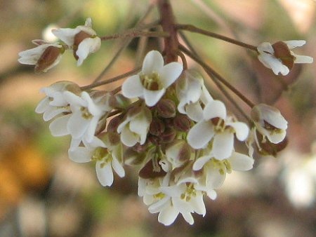 Capsella bursa-pastoris