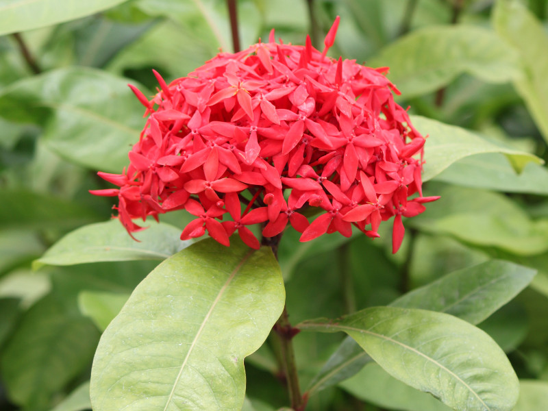 沖縄三大名花のサンタンカ（山丹花、Ixora chinensis）