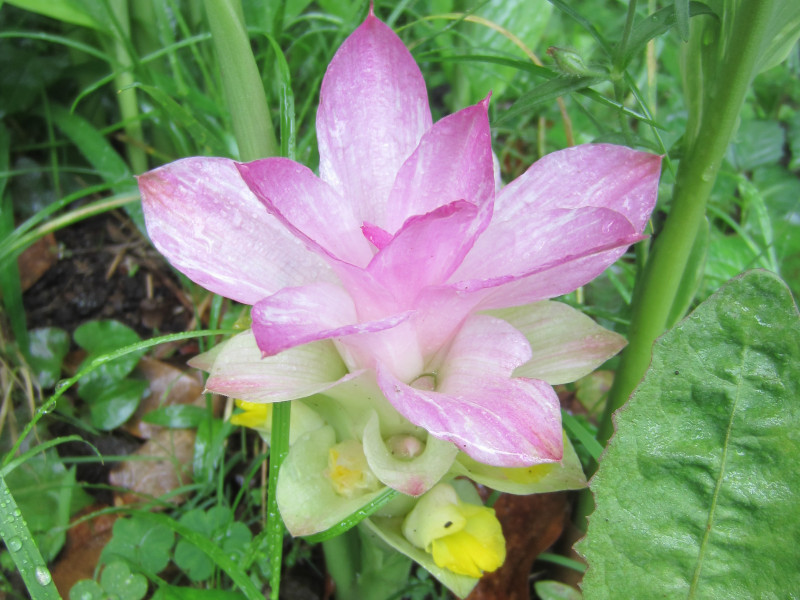 春ウコン Curcuma Aromatica かぎけん花図鑑