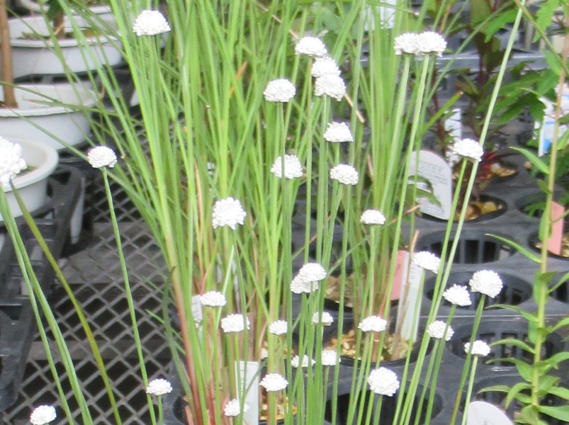 Eriocaulon nudicuspe