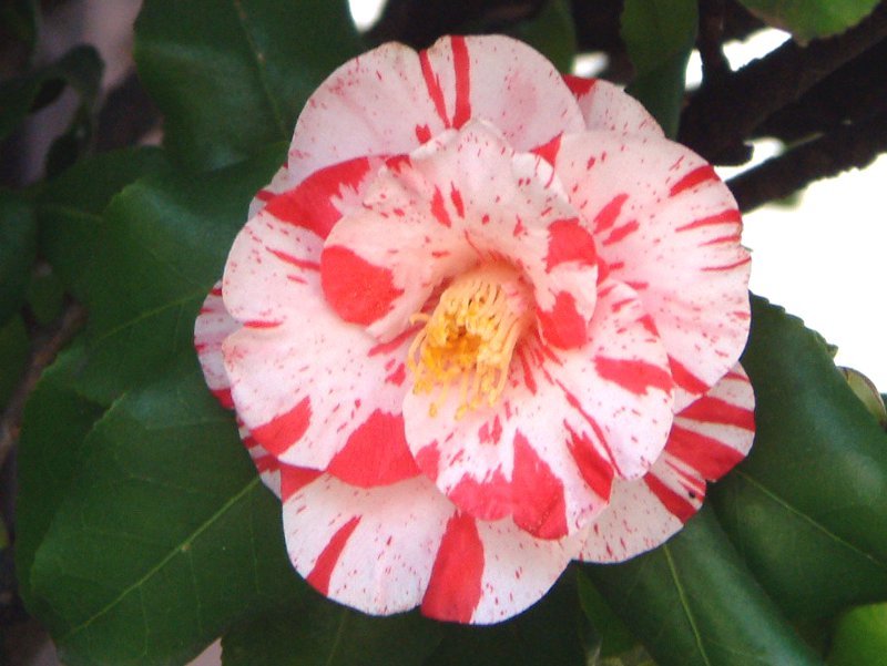 椿 Camellia Japonica かぎけん花図鑑