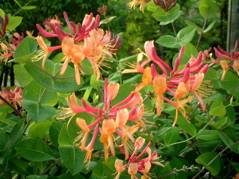 Trumpet honeysuckle