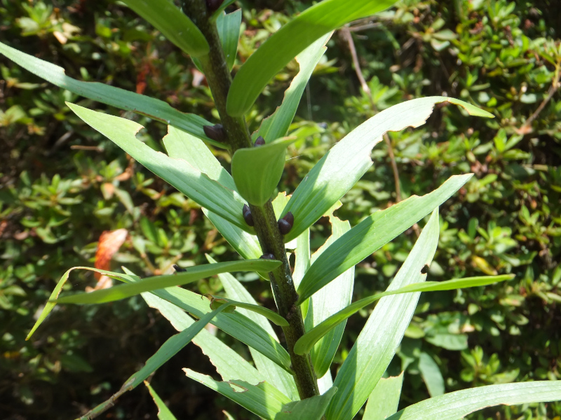 Lilium lancifolium