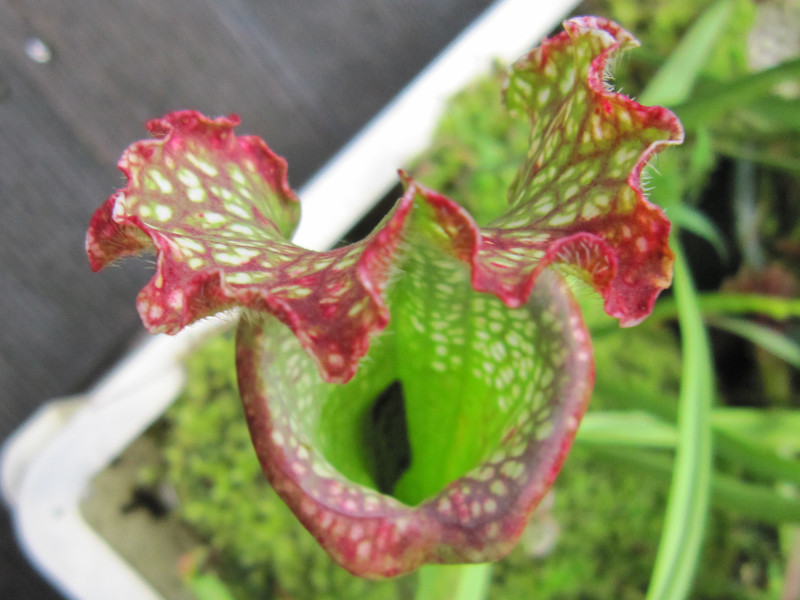 サラセニア レウコフィラ Sarracenia Leucophylla かぎけん花図鑑