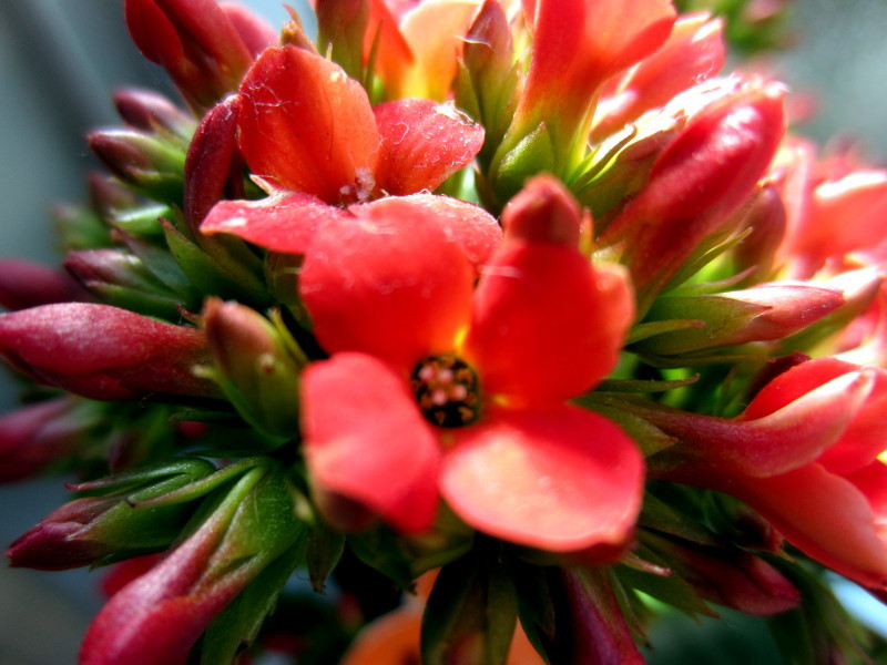 Kalanchoe