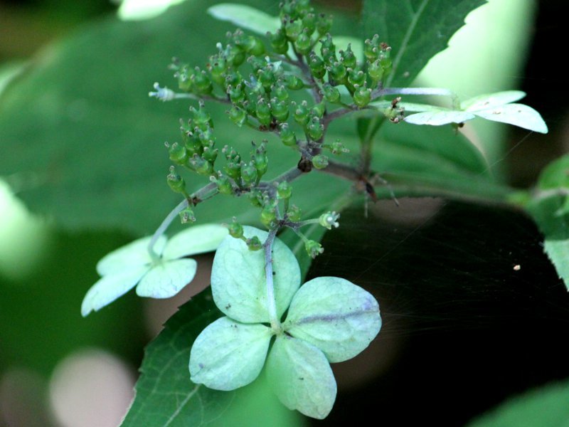 額紫陽花 '土佐緑風'