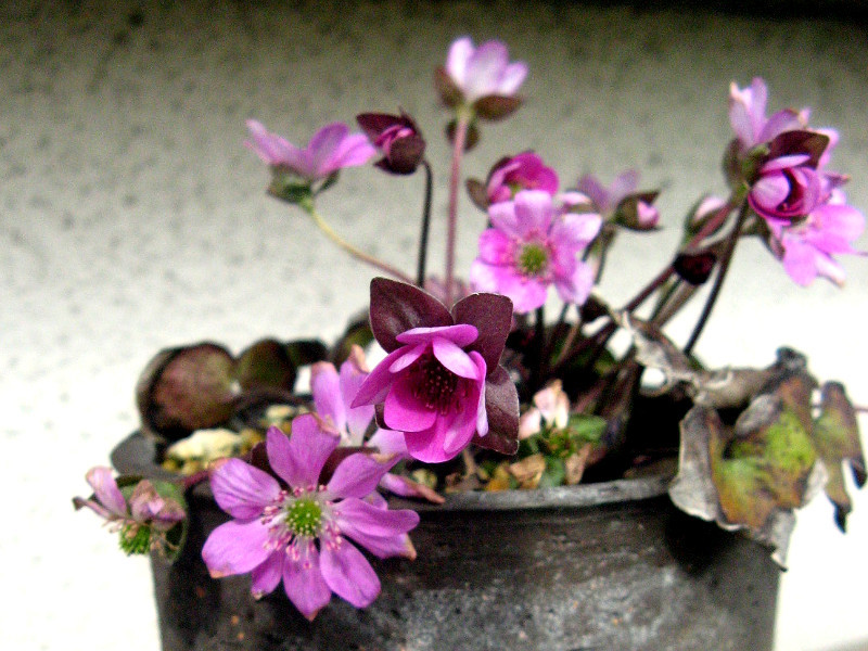 三角草 Anemone Hepatica 科技研花图画书