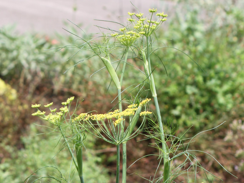 フェンネル Foeniculum Vulgare かぎけん花図鑑