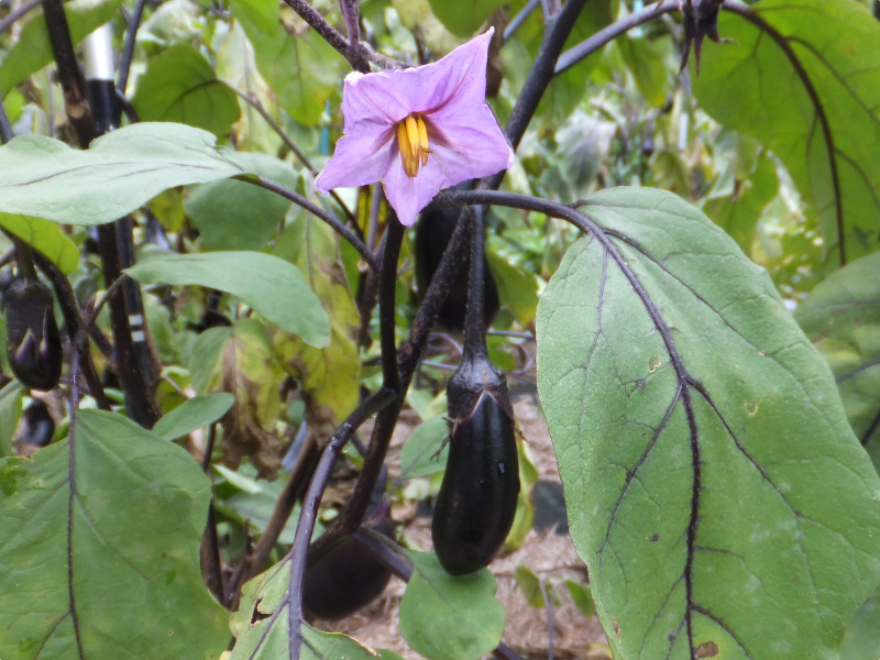 ナス Solanum Melongena かぎけん花図鑑