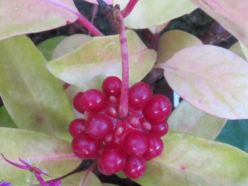 サネカズラ Kadsura Japonica かぎけん花図鑑